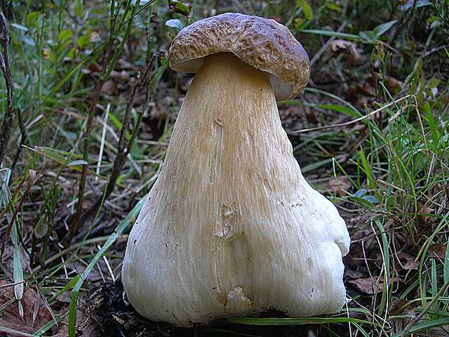 La flora micologica oltre i 1000 m.